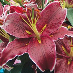 Oriental Lily - Sixth Sense - 2 bulbs