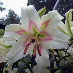 Oriental Trumpet Lily - Bonbini - 2 bulbs