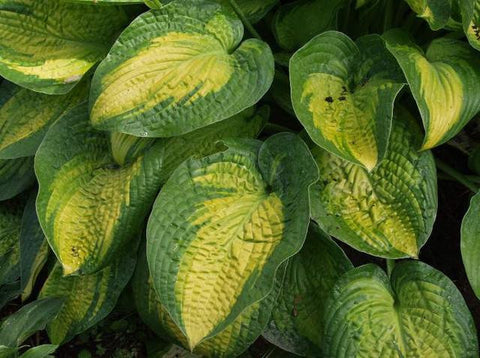 Hosta - Paradigm