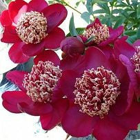 Paeonia - Nippon Beauty