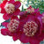Paeonia - Nippon Beauty