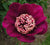 Paeonia - Nippon Beauty