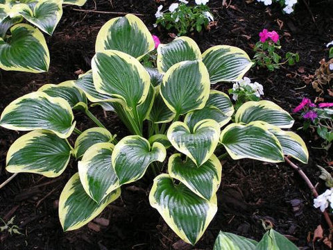Hosta - Queen Josephine