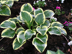 Hosta - Queen Josephine