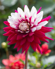 Dahlia - Rebecca's World - 1 tuber