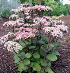 Sedum - Matrona