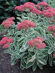 Sedum - Autumn Charm