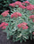 Sedum - Autumn Charm