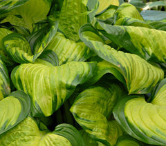 Hosta - Stained Glass