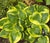 Hosta - Twilight