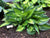 Hosta - Whirlwind