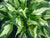 Hosta - Whirlwind