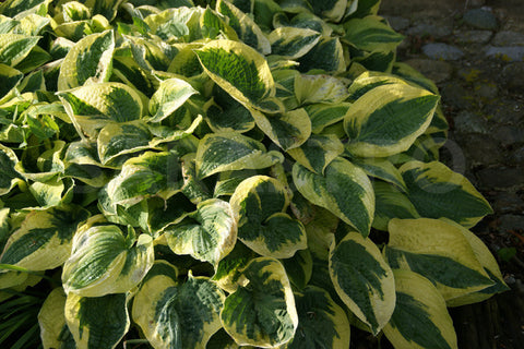 Hosta - Wide Brim