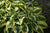 Hosta - Wide Brim
